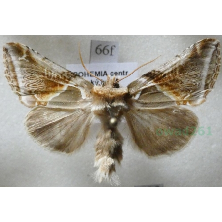 Habrosyne pyritoides (Hufnagel, 1766) Pluszówka agatka Czech66f